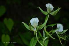 Habenaria intermedia